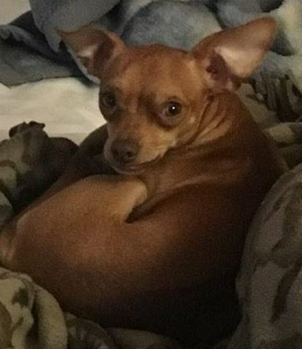 Safe Chihuahua in Waco, TX