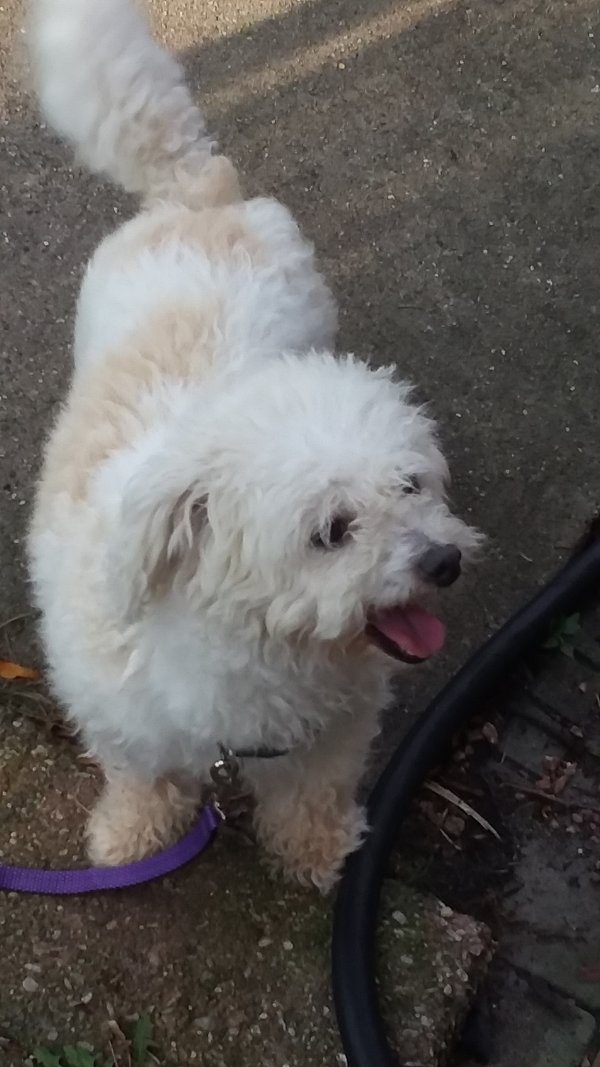 Safe Poodle in Chicago, IL