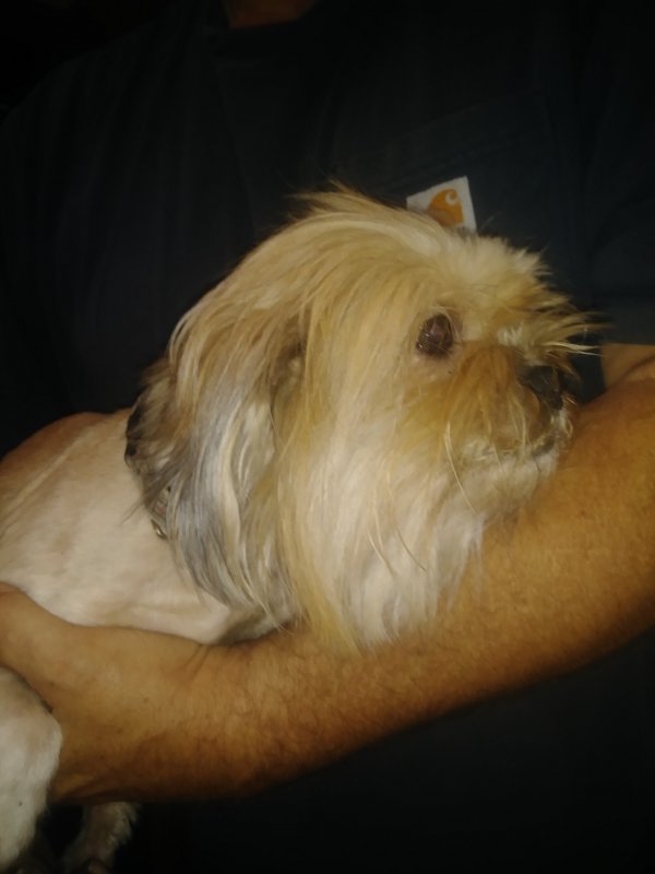 Safe Yorkshire Terrier in Pacific City, OR