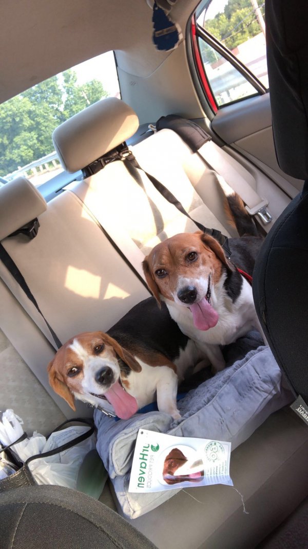 Safe Beagle in Lanham, MD