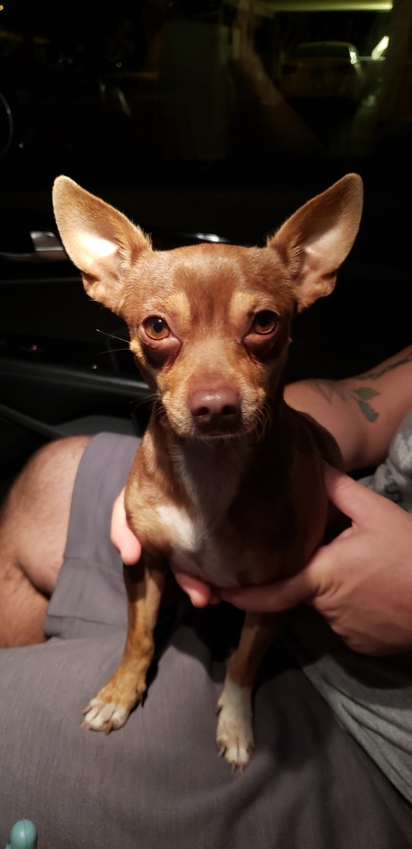 Safe Chihuahua in Pompano Beach, FL