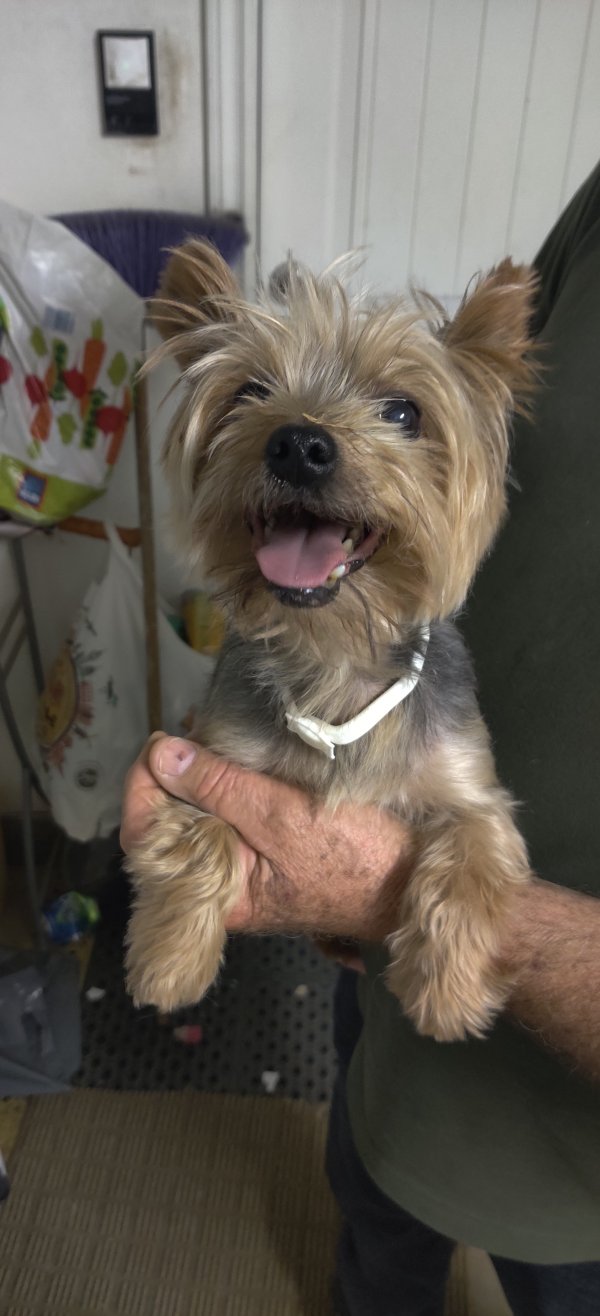 Safe Yorkshire Terrier in Beaumont, CA