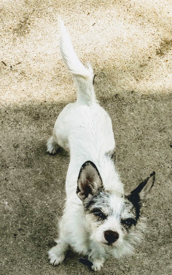 Safe Jack Russell Terrier in Haslet, TX