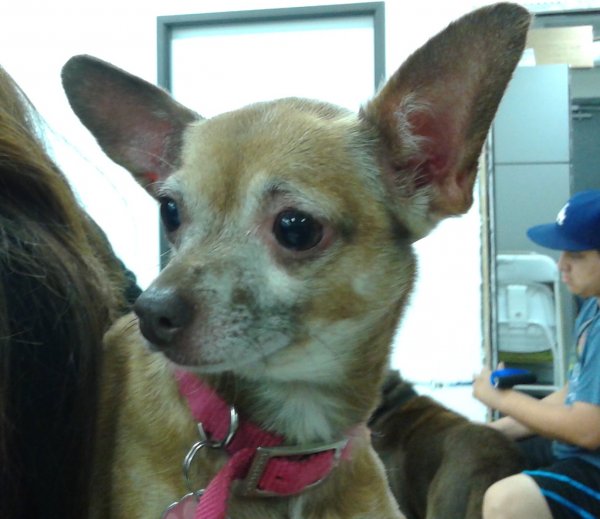 Safe Chihuahua in Granada Hills, CA
