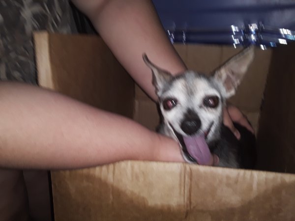 Safe Chihuahua in Tucson, AZ