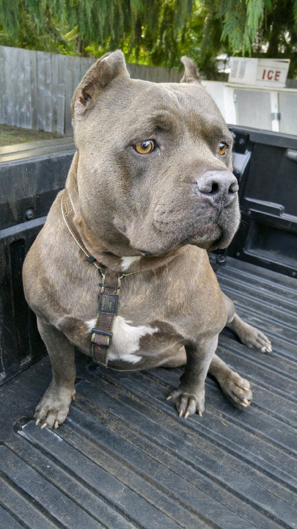 Safe Pit Bull in Cougar, WA