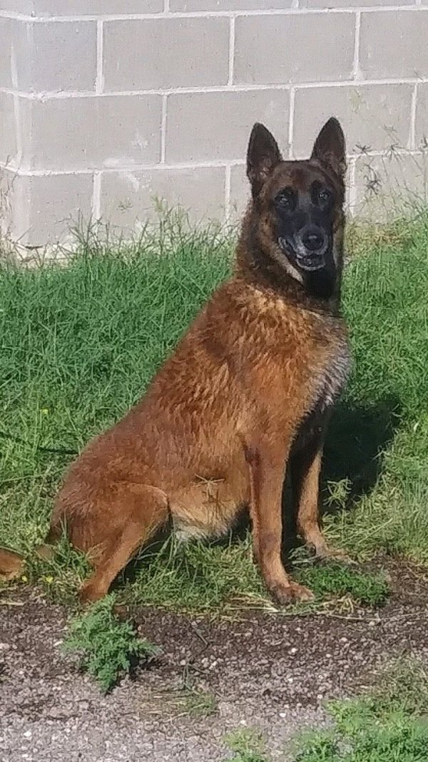 Safe German Shepherd Dog in Midland, TX
