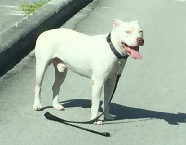 Safe American Bulldog in Miami, FL