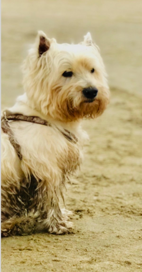 Safe West Highland White Terrier in Cornelius, OR