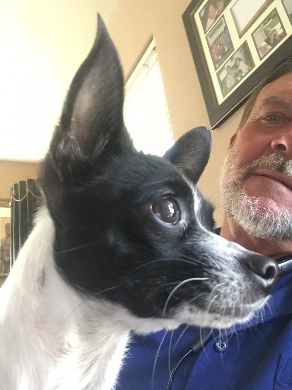 Safe Chihuahua in Olivehurst, CA