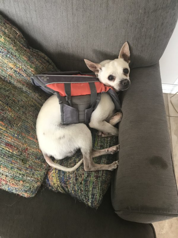 Safe Chihuahua in Covina, CA
