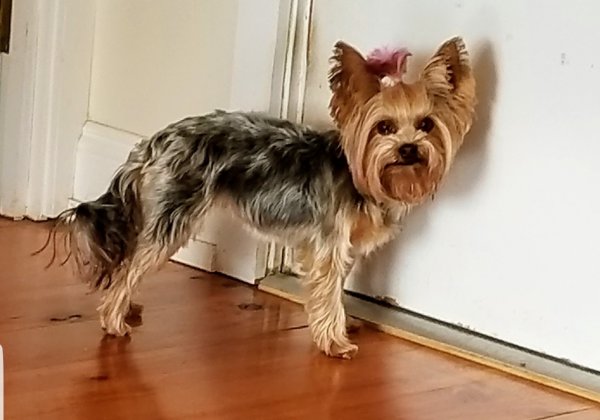 Safe Yorkshire Terrier in Carlisle, PA
