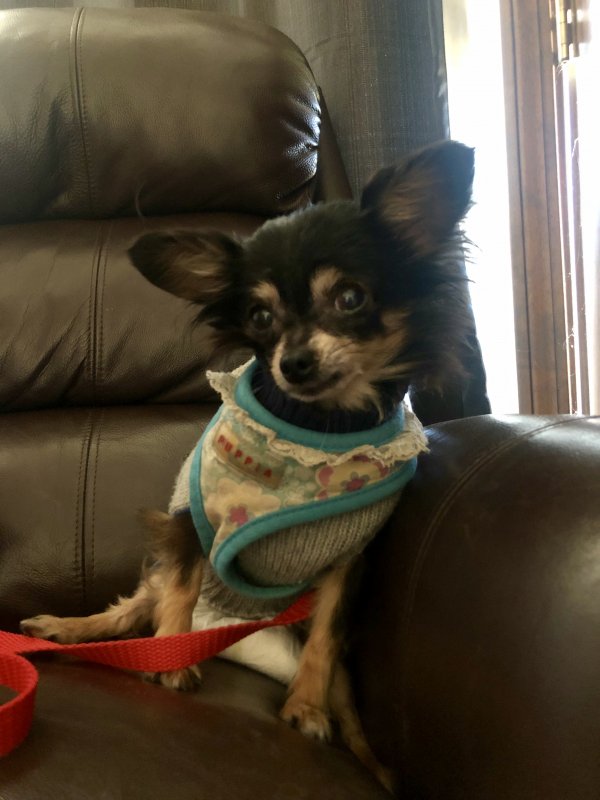 Safe Chihuahua in Richmond, CA