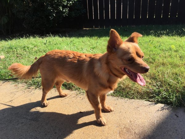 Safe Chihuahua in Murfreesboro, TN