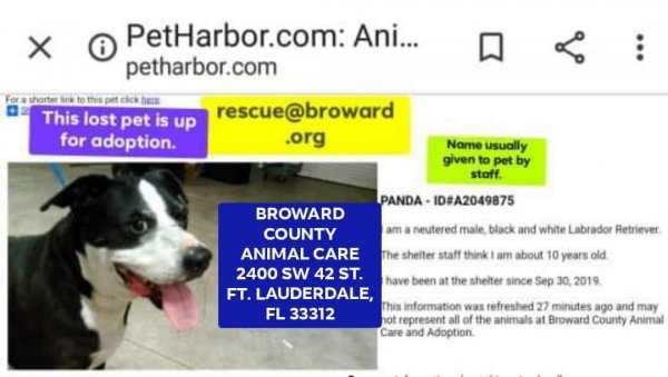 Safe Labrador Retriever in Hollywood, FL