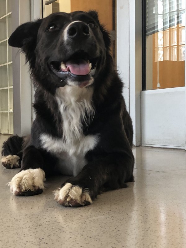 Safe Border Collie in Raleigh, NC
