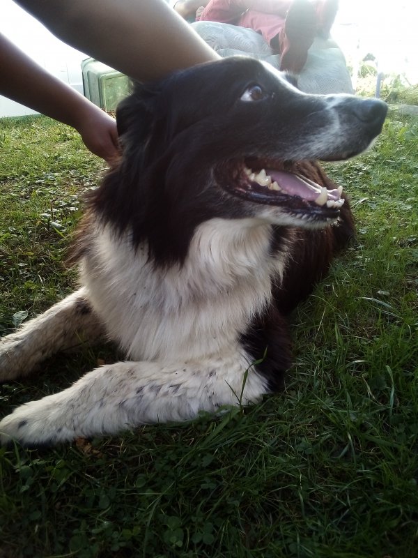 Safe Border Collie in Springfield, OH