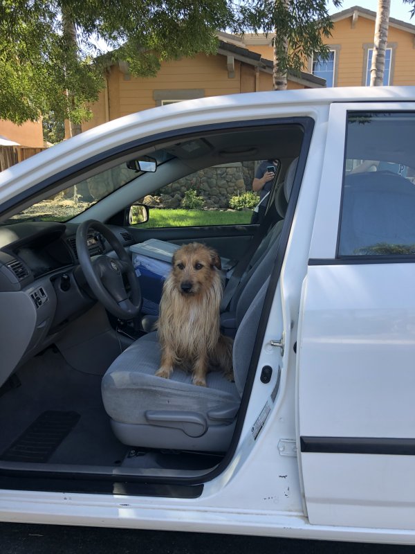 Safe Dog in Oakley, CA
