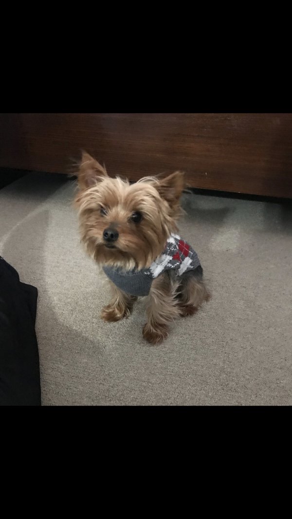 Safe Yorkshire Terrier in Bay Shore, NY