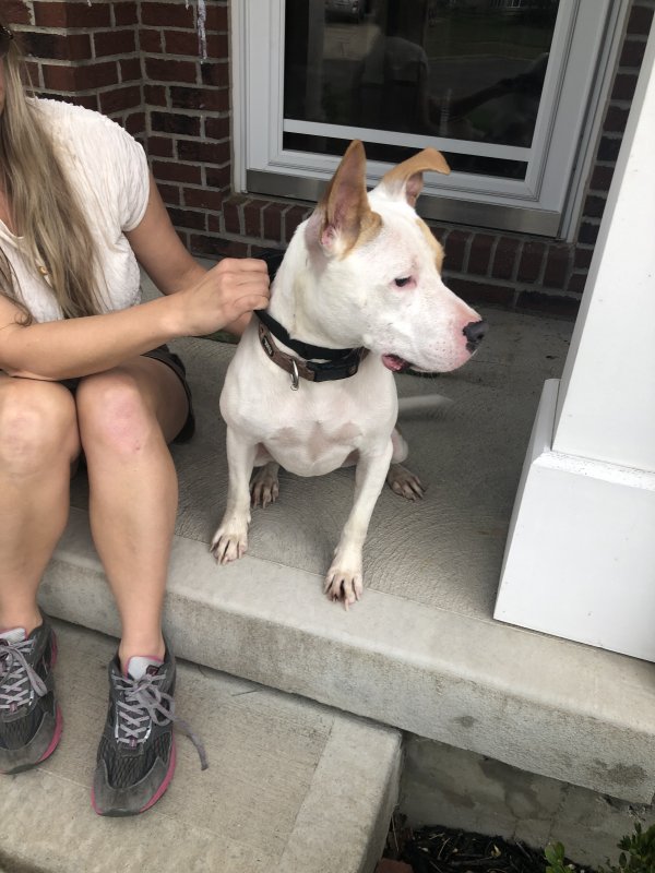 Safe Pit Bull in Maineville, OH