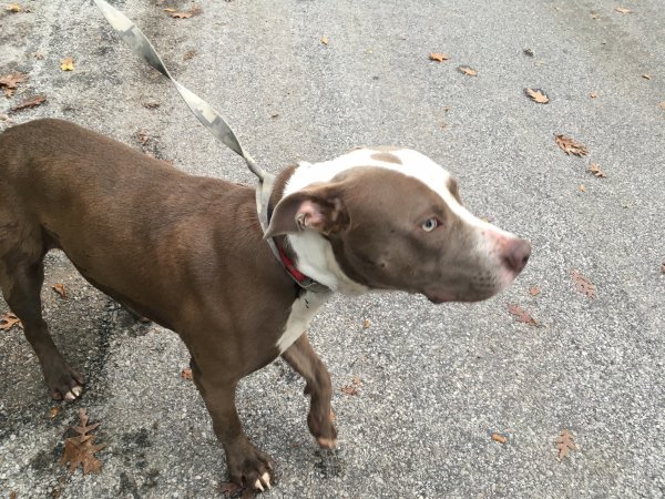Safe Pit Bull in Madison, WI