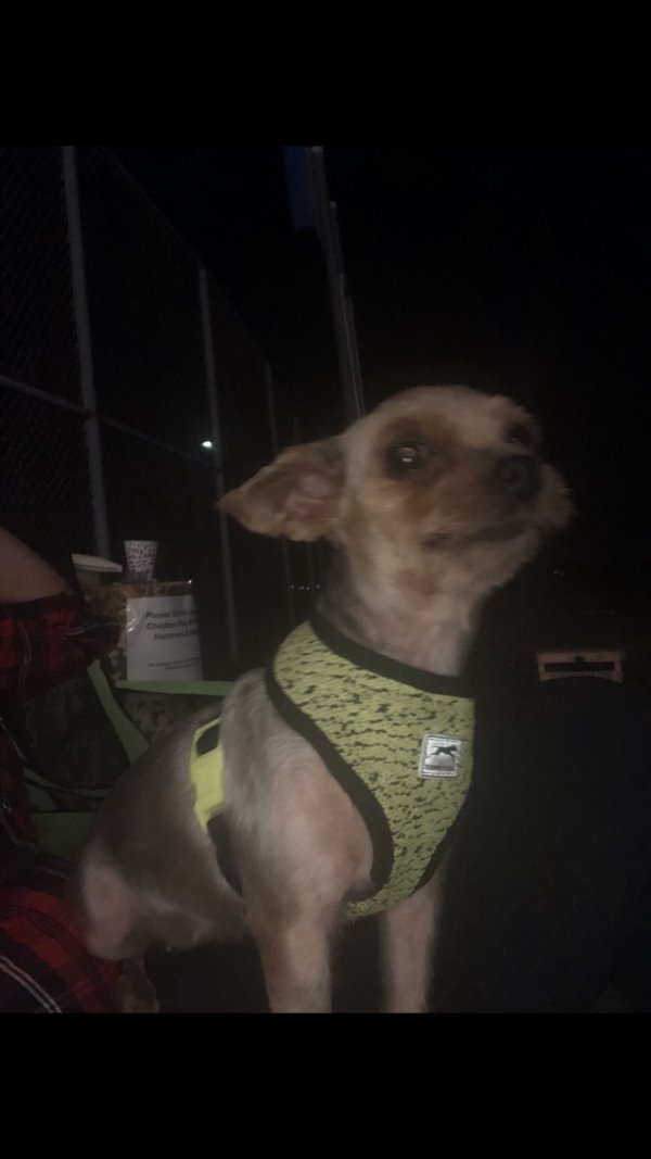 Safe Yorkshire Terrier in Newport News, VA