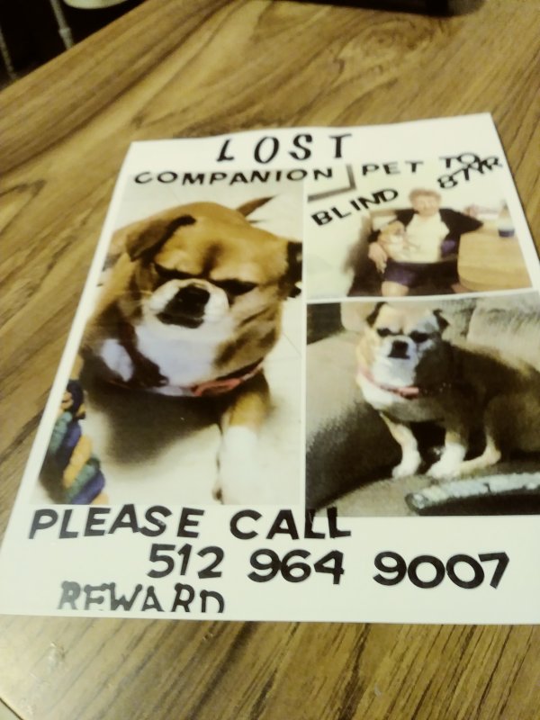 Safe Chihuahua in Edinburg, TX