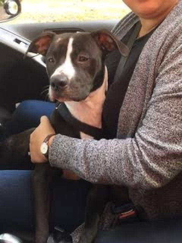 Safe American Staffordshire Terrier in Copake, NY