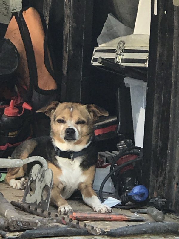 Safe Chihuahua in La Habra, CA