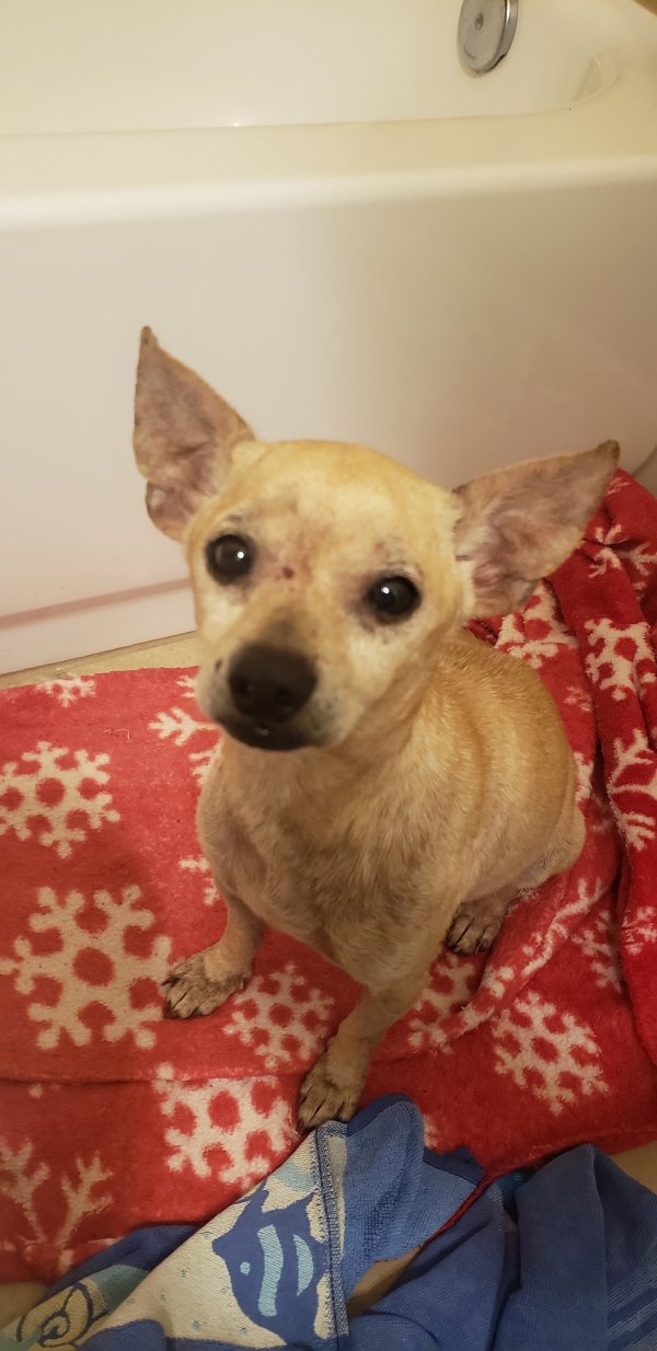 Safe Chihuahua in Pearland, TX