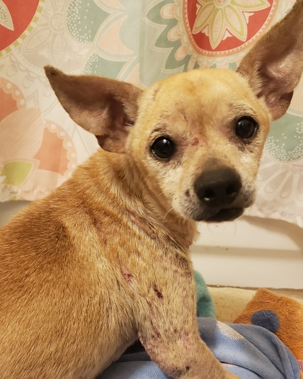 Safe Chihuahua in Pearland, TX