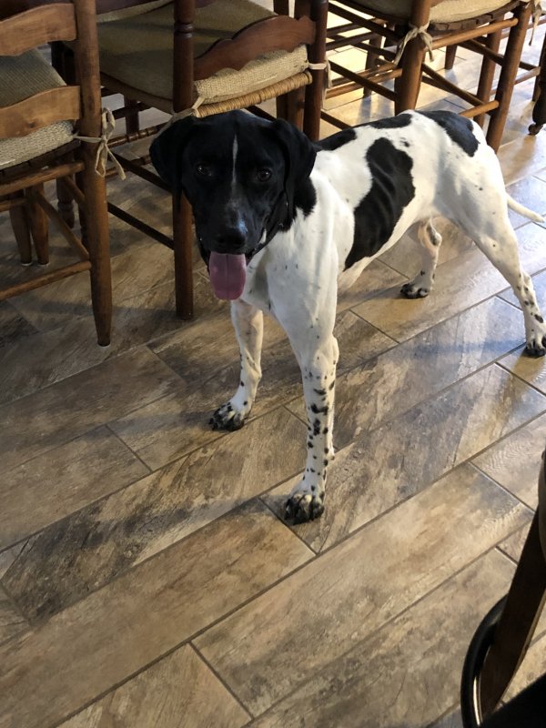 Safe German Shorthaired Pointer in Siloam Springs, AR