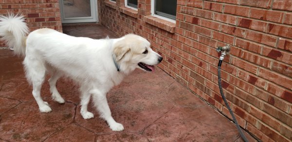 Safe Great Pyrenees in Plano, TX