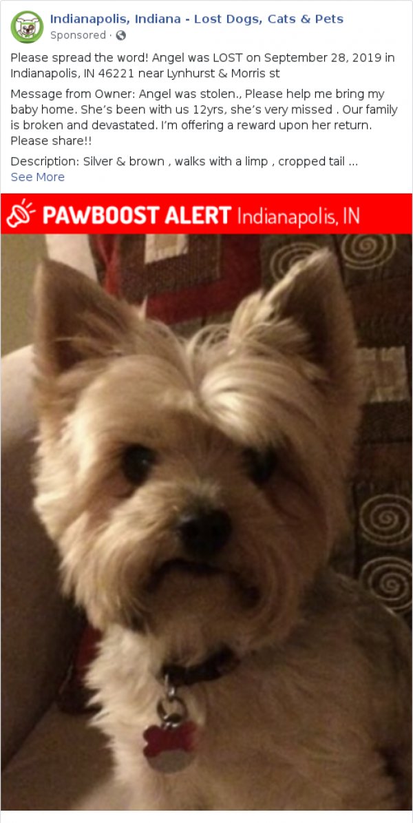 Safe Yorkshire Terrier in Indianapolis, IN