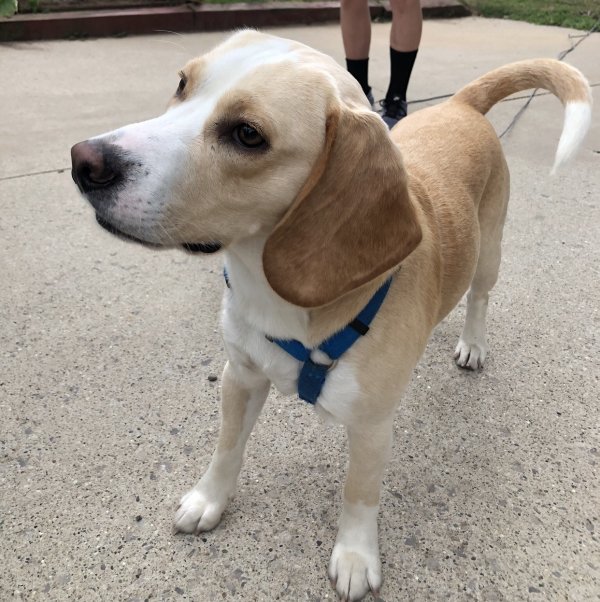 Safe Beagle in Ravenna, MI