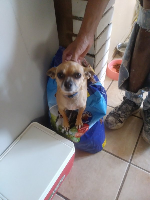 Safe Chihuahua in Gila Bend, AZ