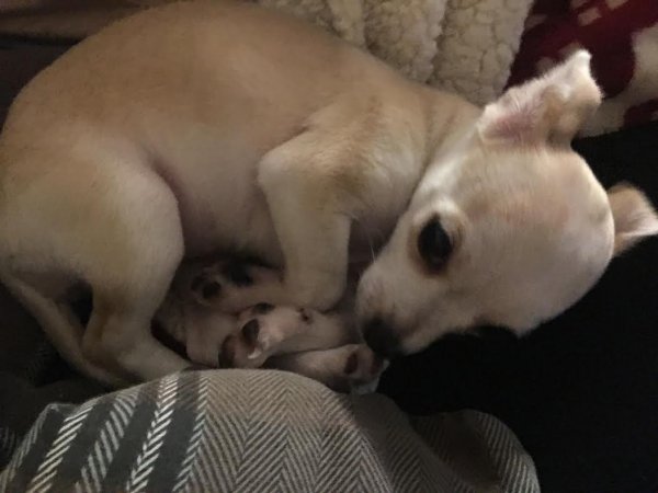 Safe Chihuahua in Plano, TX