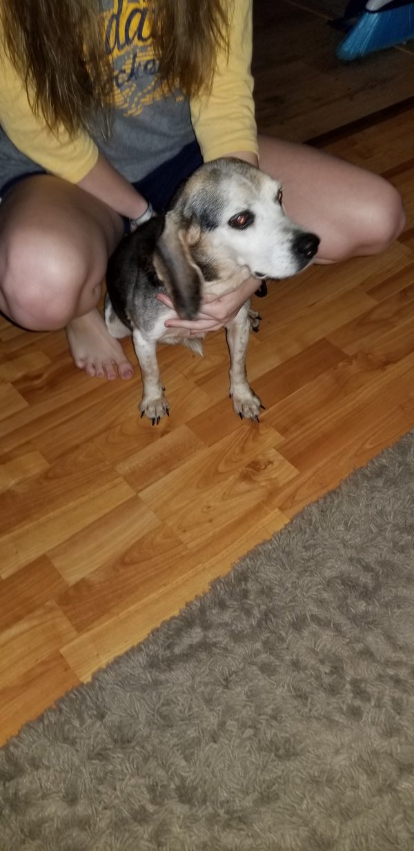 Safe Beagle in Powell, TN