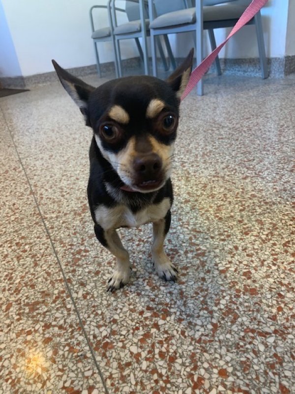 Safe Chihuahua in Los Angeles, CA
