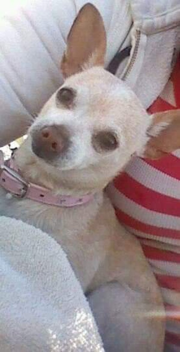 Safe Chihuahua in Twentynine Palms, CA