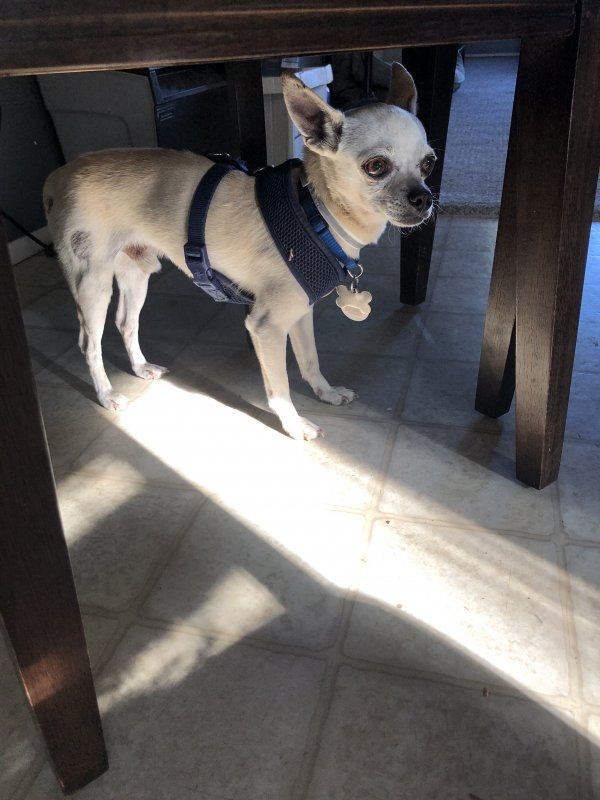 Safe Chihuahua in San Marcos, CA