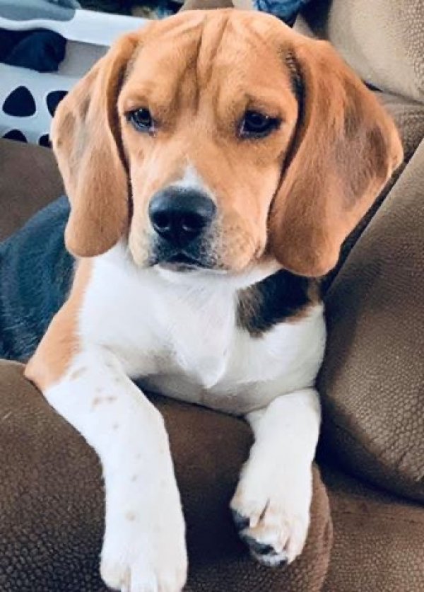 Safe Beagle in Milford, VA