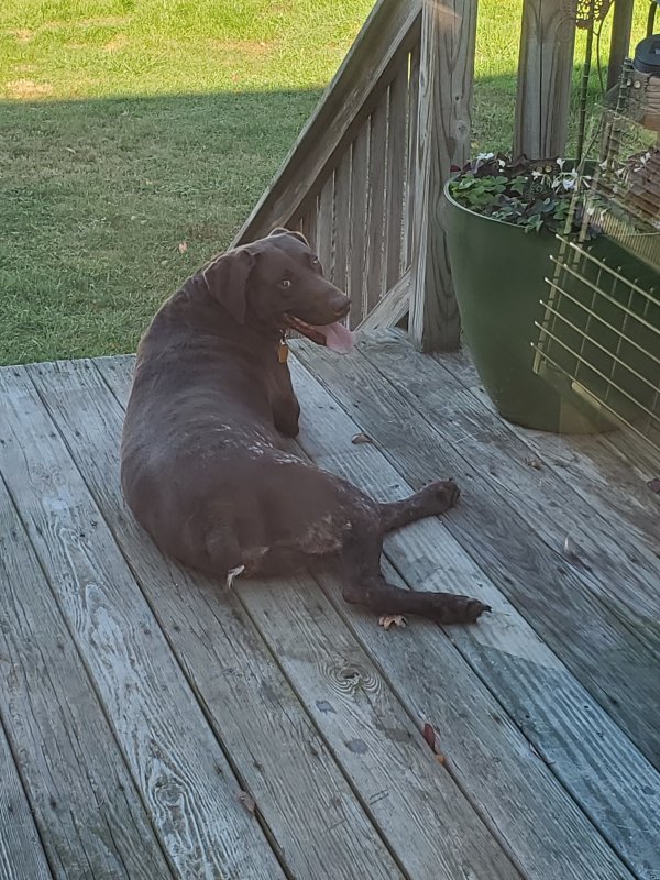 Safe German Shorthaired Pointer in Orrstown, PA