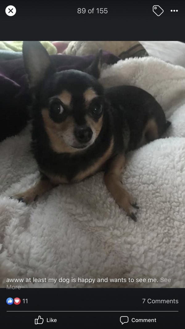 Safe Chihuahua in Calera, AL