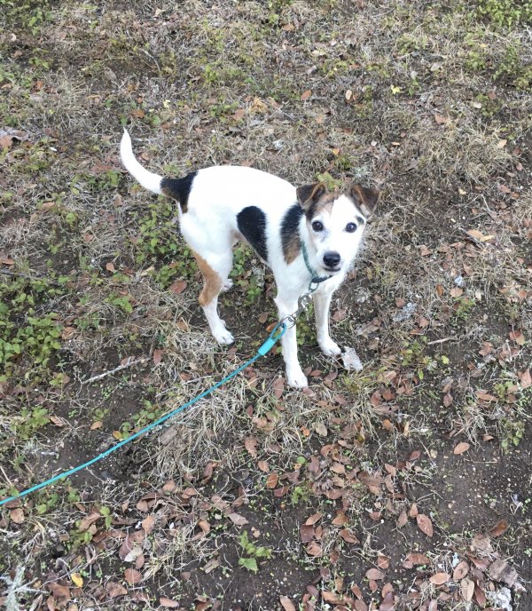 Safe Jack Russell Terrier in Kyle, TX