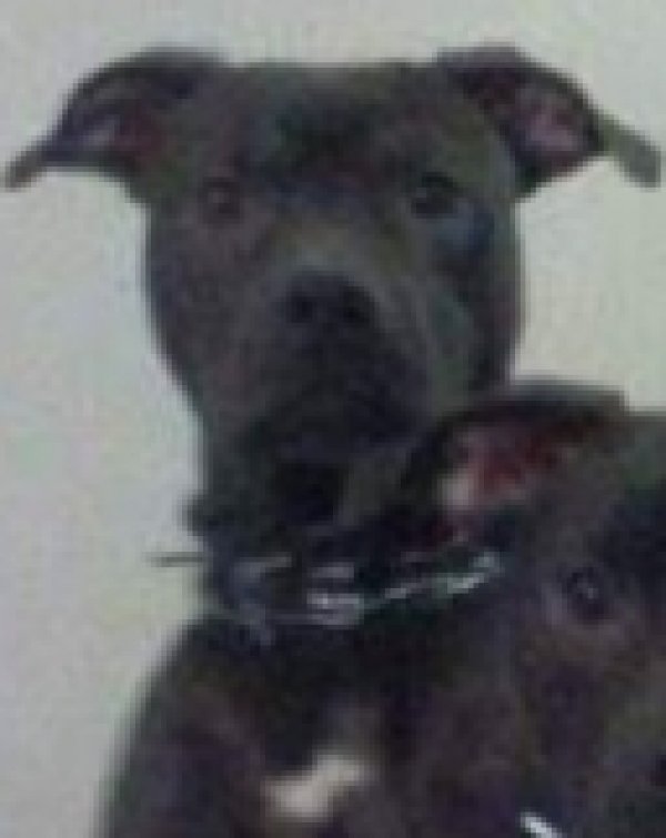 Safe Staffordshire Bull Terrier in Townsend, GA