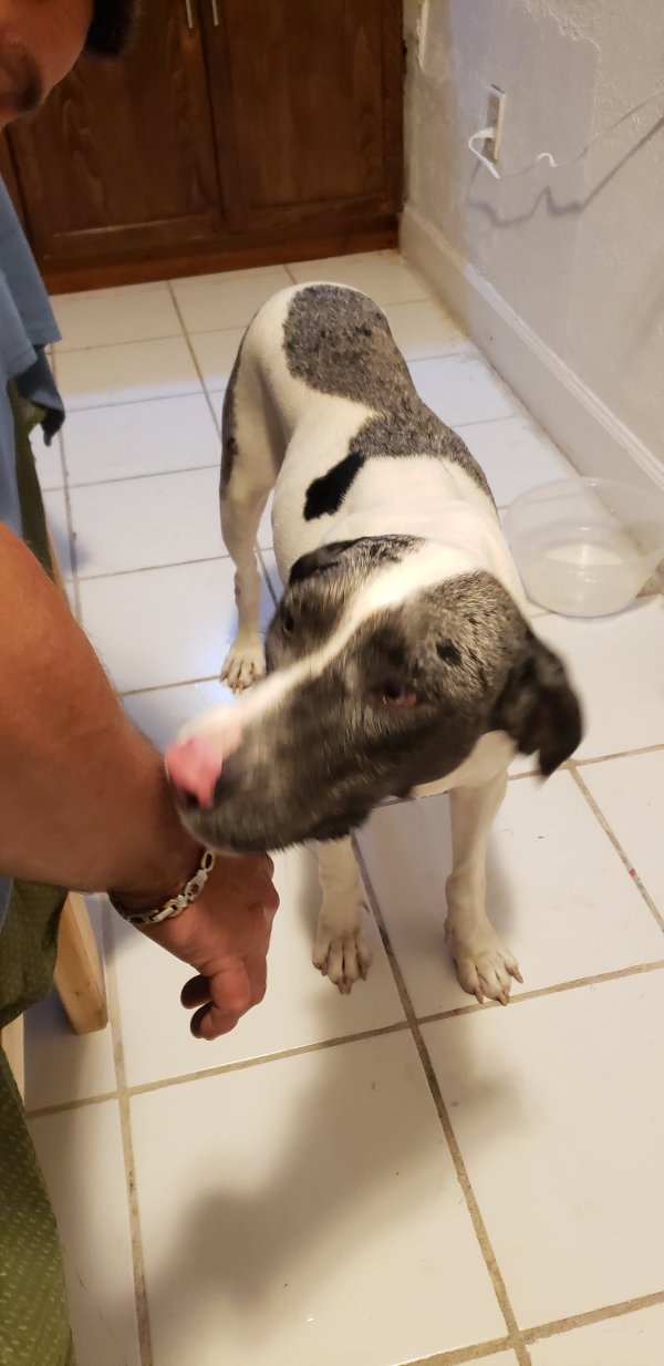 Safe Dog in Homestead, FL