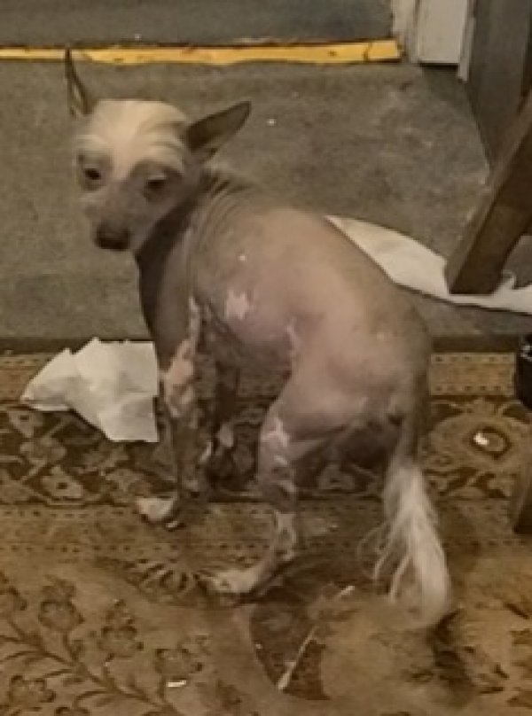 Safe Chinese Crested in Anderson, SC