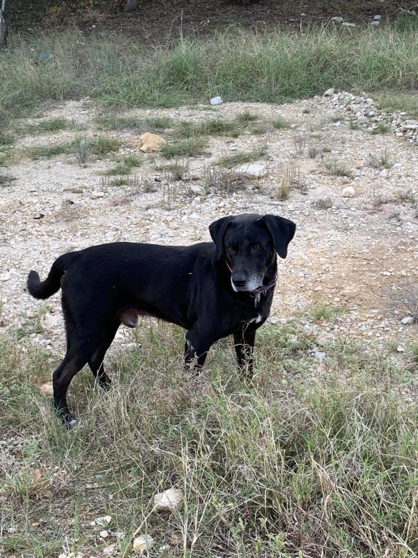 Safe Labrador Retriever in San Antonio, TX