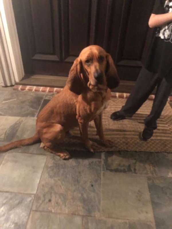 Safe Redbone Coonhound in Roanoke, TX